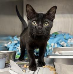 Shelter Stray Female Cat last seen , 3201 Lacy St, Los Angeles, CA 90031, USA