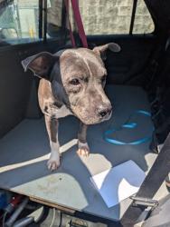 Shelter Stray Female Dog last seen OFALLON, 4850 Mid Rivers Mall Dr, St Peters, MO 63376, USA