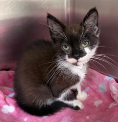 Shelter Stray Female Cat last seen , 3201 Lacy St, Los Angeles, CA 90031, USA