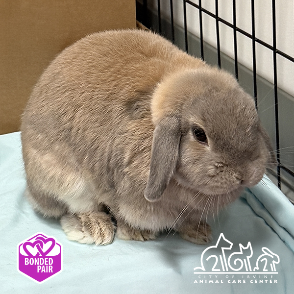Shelter Stray Female Other last seen ADOBE CIR/PEREIRA DR, 92617, 6443 Oak Canyon, Irvine, CA 92618, USA