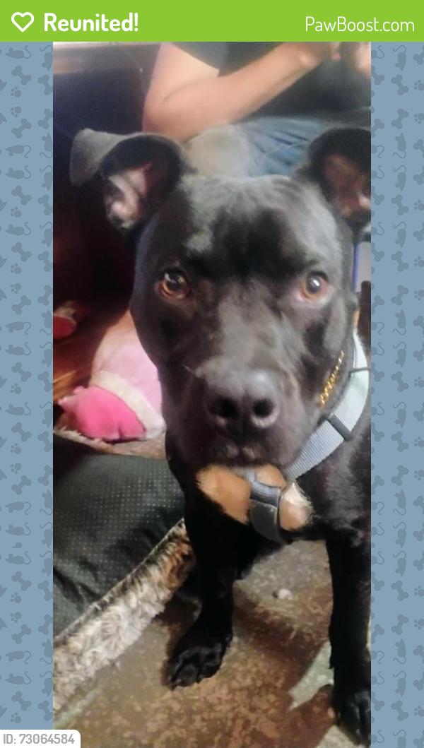 Reunited Male Dog last seen I95 SOUTHBOUND and exit 202, Cocoa, FL 32926