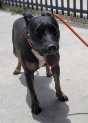 Shelter Stray Female Dog last seen Near BLOCK SOUTHGATE BLVD, TAMARAC, FL 33321, 2400 SW 42nd St, Fort Lauderdale, FL 33312, USA