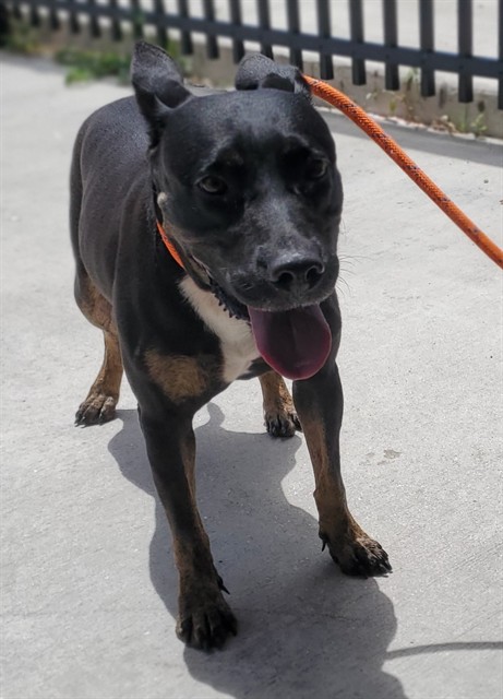 Shelter Stray Female Dog last seen Near BLOCK SOUTHGATE BLVD, TAMARAC, FL 33321, 2400 SW 42nd St, Fort Lauderdale, FL 33312, USA