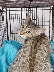 Shelter Stray Male Cat last seen WOODSTONE, 4710 TX-151, San Antonio, TX 78227, USA