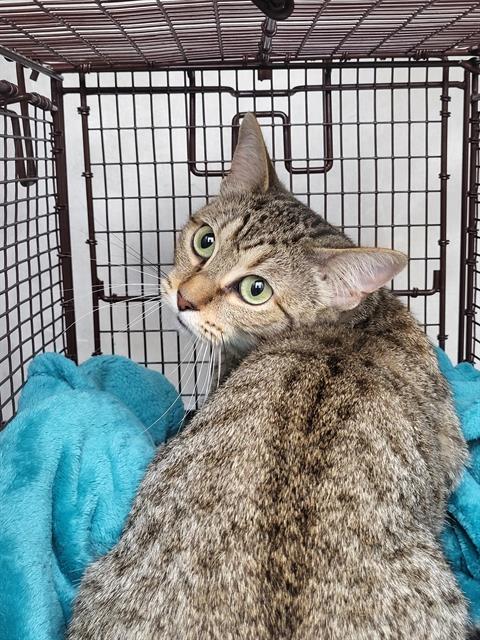 Shelter Stray Male Cat last seen WOODSTONE, 4710 TX-151, San Antonio, TX 78227, USA