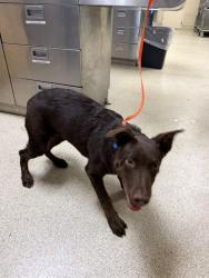 Shelter Stray Male Dog last seen LA SIERRA AVE/ MAGNOLIA AVE RIVERSIDE, CA 92505, 6851 Van Buren Boulevard, Jurupa Valley, CA 92509, USA
