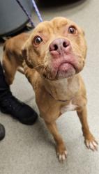Shelter Stray Female Dog last seen Near BLOCK CHARLEY PATTERSON RD, 4950 SW Triana Blvd, Huntsville, AL 35805, USA