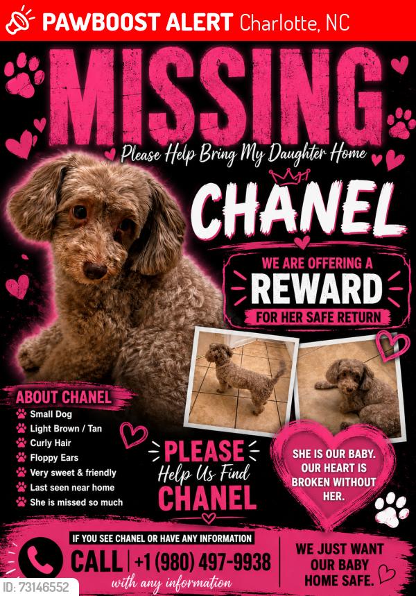 Lost Female Dog last seen Pennwood ln, Charlotte, NC 28215