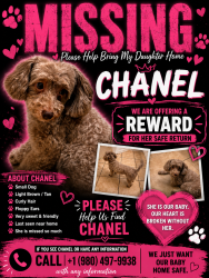 Lost Female Dog last seen Pennwood ln, Charlotte, NC 28215