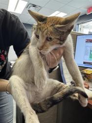 Shelter Stray Female Cat last seen I 10 & COLRADO ST, 4710 TX-151, San Antonio, TX 78227, USA