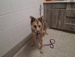 Shelter Stray Male Dog last seen Near BLOCK CLUBHEIGHTS CT, COLORADO SPRINGS CO 80906, 610 Abbot Ln, Colorado Springs, CO 80905, USA