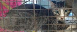 Shelter Stray Unknown Cat last seen , 2811 SE 29th St, Oklahoma City, OK 73129, USA