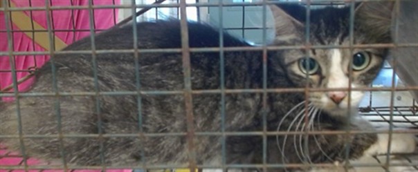 Shelter Stray Unknown Cat last seen , 2811 SE 29th St, Oklahoma City, OK 73129, USA