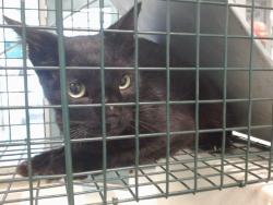 Shelter Stray Unknown Cat last seen , 2811 SE 29th St, Oklahoma City, OK 73129, USA