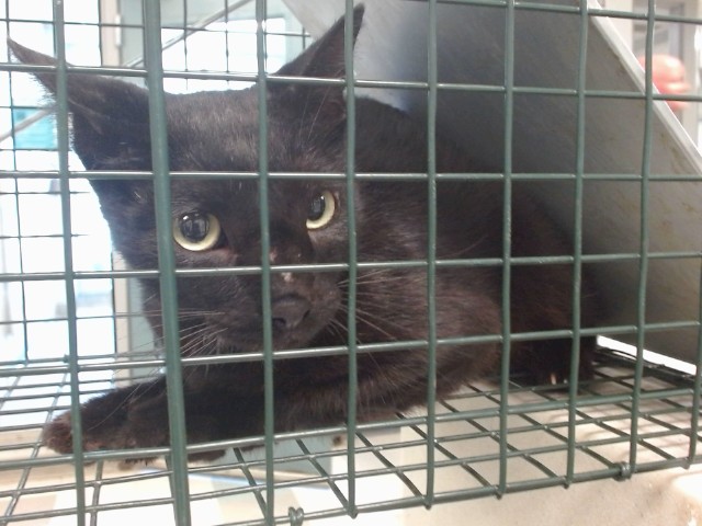 Shelter Stray Unknown Cat last seen , 2811 SE 29th St, Oklahoma City, OK 73129, USA