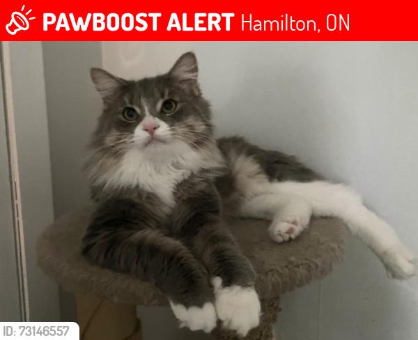 Lost Male Cat last seen Roxborough and Stratherane, Hamilton, ON 