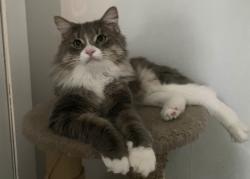 Lost Male Cat last seen Roxborough and Stratherane, Hamilton, ON 