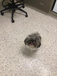 Shelter Stray Female Dog last seen JESSUP ST AND S 16TH AVE, 12155 Park Blvd, Brighton, CO 80601, USA