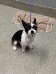 Shelter Stray Female Dog last seen Near BLK N RAINBOW BLVD, 655 N Mojave Rd, Las Vegas, NV 89101, USA