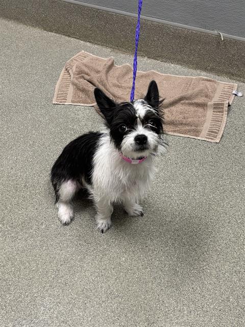 Shelter Stray Female Dog last seen Near BLK N RAINBOW BLVD, 655 N Mojave Rd, Las Vegas, NV 89101, USA