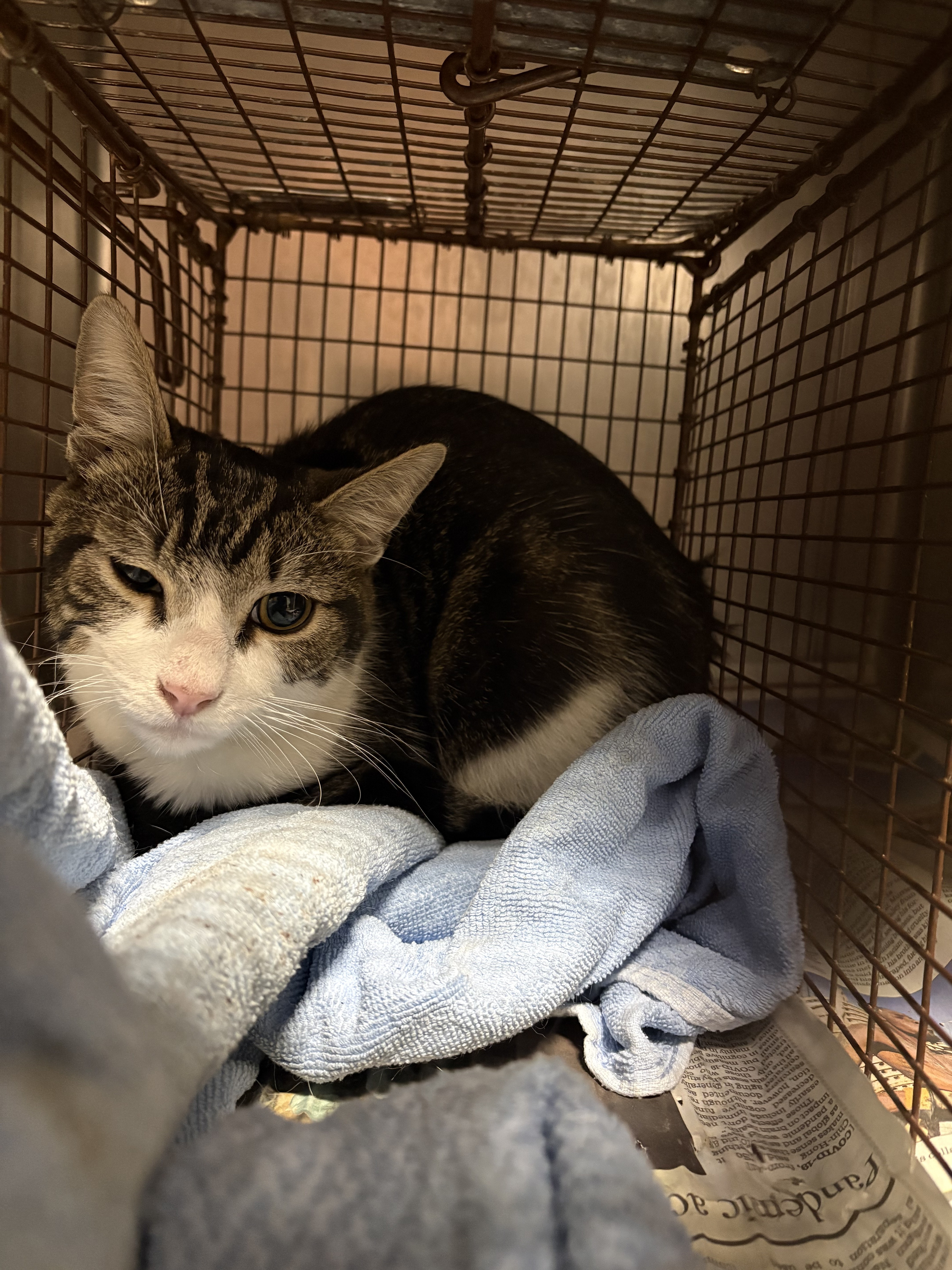 Shelter Stray Male Cat last seen , West Valley Animal Shelter, 20655 Plummer St, Chatsworth, CA 91311, USA