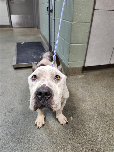 Shelter Stray Male Dog last seen Near BLOCK BROOKLYN RD, 2020 Forest St, Jacksonville, FL 32204, USA
