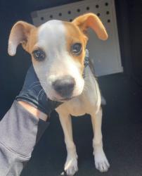 Shelter Stray Male Dog last seen , 600 Aviation Dr, Camarillo, CA 93010, USA