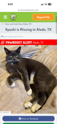 Lost Female Cat last seen Parks of Aledo, Aledo, TX 76008