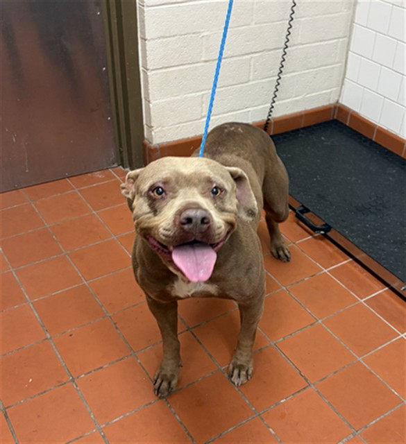 Shelter Stray Female Dog last seen , 600 Aviation Dr, Camarillo, CA 93010, USA