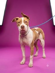 Shelter Stray Female Dog last seen Near BLOCK LABELLE, 2020 Forest St, Jacksonville, FL 32204, USA