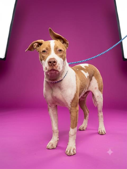 Shelter Stray Female Dog last seen Near BLOCK LABELLE, 2020 Forest St, Jacksonville, FL 32204, USA