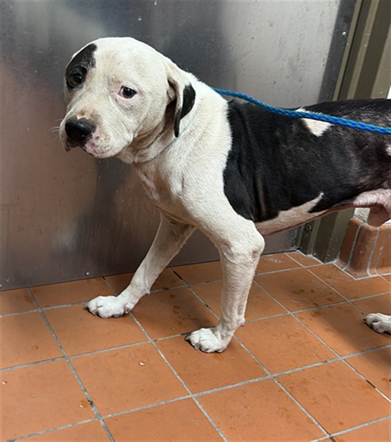Shelter Stray Male Dog last seen , 600 Aviation Dr, Camarillo, CA 93010, USA