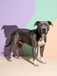 Shelter Stray Male Dog last seen Near BLOCK STARDUST CT APT 9, 2020 Forest St, Jacksonville, FL 32204, USA