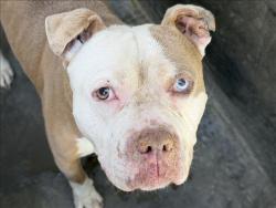 Shelter Stray Male Dog last seen , 1850 W 60th St, Los Angeles, CA 90047, USA
