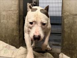 Shelter Stray Female Dog last seen , 1850 W 60th St, Los Angeles, CA 90047, USA