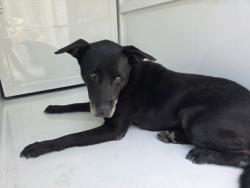 Shelter Stray Male Dog last seen , 1850 W 60th St, Los Angeles, CA 90047, USA