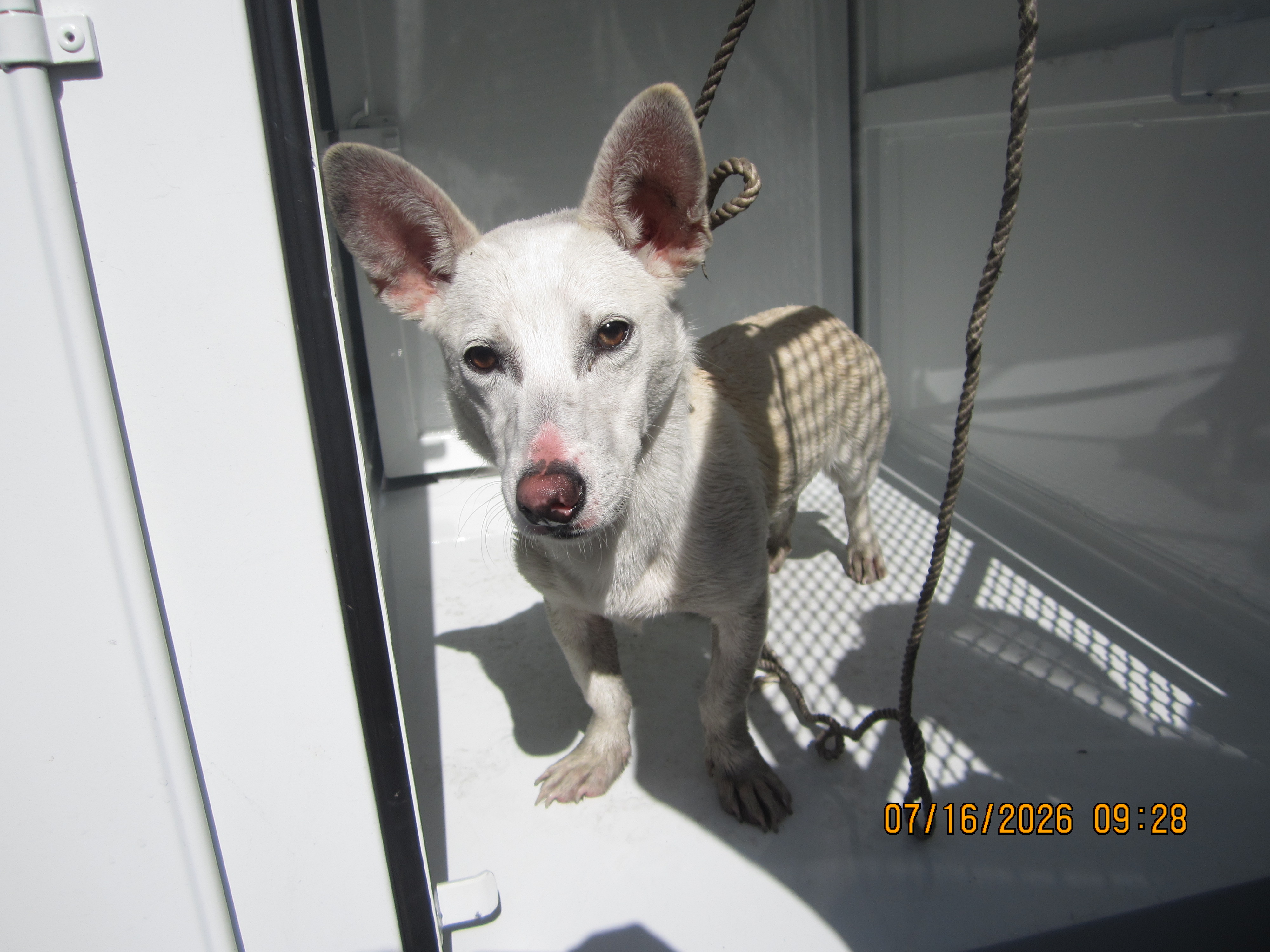 Shelter Stray Male Dog last seen , 1850 W 60th St, Los Angeles, CA 90047, USA