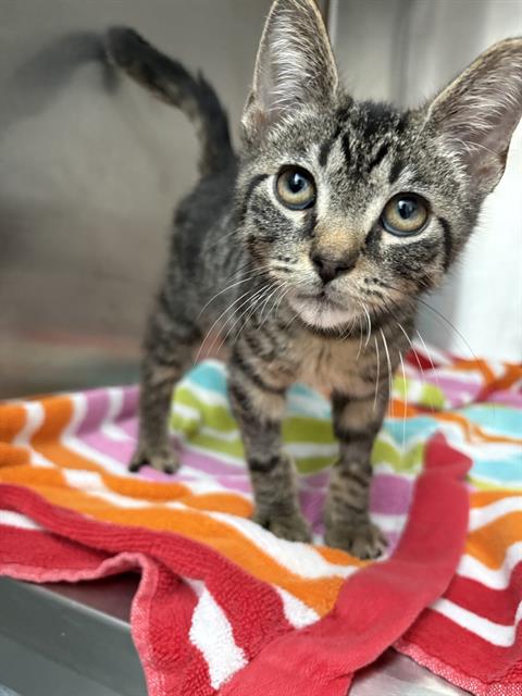 Shelter Stray Male Cat last seen Near, 2600 S Harding St, Indianapolis, IN 46221, USA