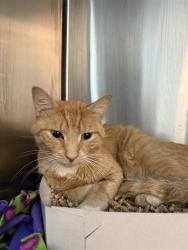 Shelter Stray Male Cat last seen Near, 2600 S Harding St, Indianapolis, IN 46221, USA