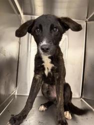 Shelter Stray Female Dog last seen Near, 2600 S Harding St, Indianapolis, IN 46221, USA