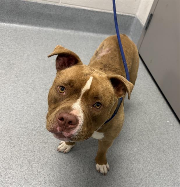Shelter Stray Female Dog last seen Near, 2600 S Harding St, Indianapolis, IN 46221, USA