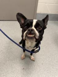 Shelter Stray Female Dog last seen Near, 2600 S Harding St, Indianapolis, IN 46221, USA