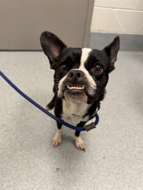 Shelter Stray Female Dog last seen Near, 2600 S Harding St, Indianapolis, IN 46221, USA