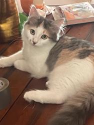 Reunited Female Cat last seen grandview avenue, Wyckoff, NJ 07481