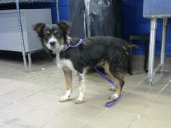 Shelter Stray Male Dog last seen MONTESSA/LOS PICAROS SE, 8920 Lomas Blvd NE, Albuquerque, NM 87112, USA