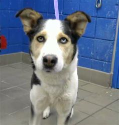 Shelter Stray Female Dog last seen Near BLOCK SAN LORENZO, 8920 Lomas Blvd NE, Albuquerque, NM 87112, USA