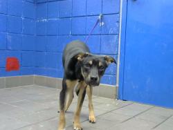 Shelter Stray Male Dog last seen SEE NOTE, 8920 Lomas Blvd NE, Albuquerque, NM 87112, USA