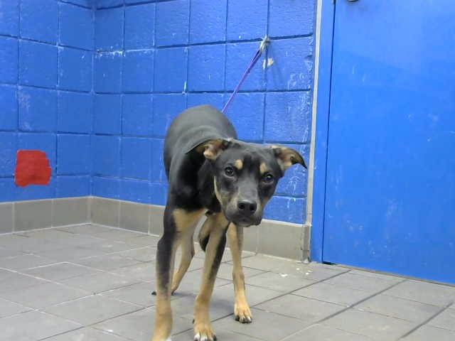 Shelter Stray Male Dog last seen SEE NOTE, 8920 Lomas Blvd NE, Albuquerque, NM 87112, USA