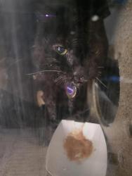 Shelter Stray Female Cat last seen Near BLOCK MADISON ST NE, 8920 Lomas Blvd NE, Albuquerque, NM 87112, USA