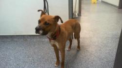 Shelter Stray Male Dog last seen CHARLOTTE, 8315 Byrum Dr, Charlotte, NC 28217, USA